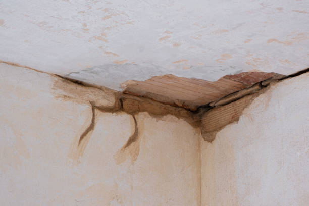 Best Water damage mitigation services  in Taylor, MI